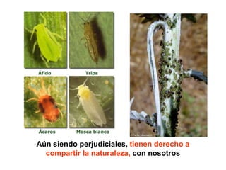 Aún siendo perjudiciales, tienen derecho a
compartir la naturaleza, con nosotros
 