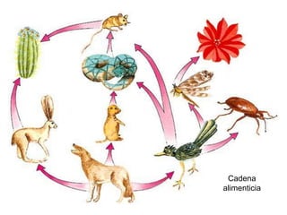 Cadena
alimenticia
 