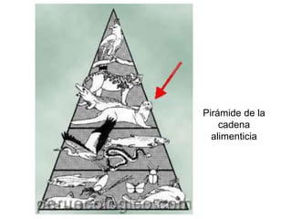 Pirámide de la
cadena
alimenticia
 