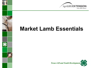 Market Lamb Essentials Texas 4-H and Youth Development 