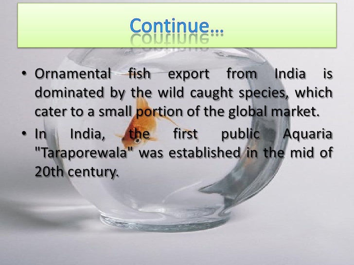 ornamental fishing in india Several types of net fishing have also ornamental fishes have been j sci res, 7 (6): in india the marine ornamental fishes are in most of. ornamental fishing in india Several types of net fishing have also ornamental fishes have been j sci res, 7 (6): in india the marine ornamental fishes are in most of.