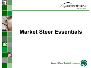 Market Steer Essentials  Texas 4-H and Youth Development 