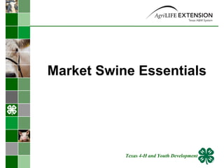 Market Swine Essentials Texas 4-H and Youth Development 