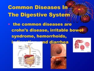 Mark hildebrandt the digestive system slides | PPT