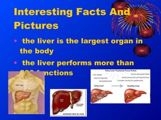 Mark hildebrandt the digestive system slides | PPT