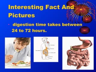 Mark hildebrandt the digestive system slides | PPT