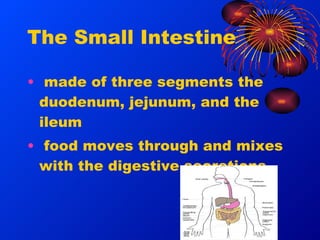 Mark hildebrandt the digestive system slides | PPT
