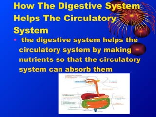 Mark hildebrandt the digestive system slides | PPT