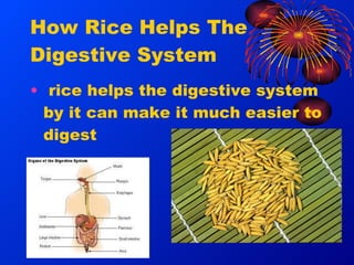 Mark hildebrandt the digestive system slides | PPT