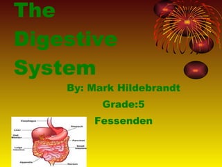 The Digestive System ,[object Object],[object Object],[object Object]