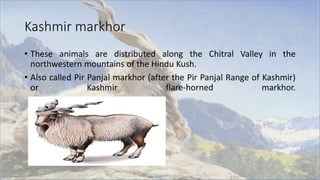 Madkhor Ritual Markhor | PPTX
