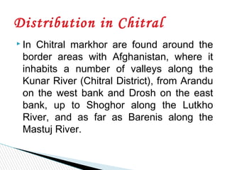  In Chitral markhor are found around the
border areas with Afghanistan, where it
inhabits a number of valleys along the
Kunar River (Chitral District), from Arandu
on the west bank and Drosh on the east
bank, up to Shoghor along the Lutkho
River, and as far as Barenis along the
Mastuj River.
Distribution in Chitral
 