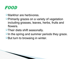  Markhor are herbivores.
 Primarily grazes on a variety of vegetation
including grasses, leaves, herbs, fruits and
flowers.
 Their diets shift seasonally.
 In the spring and summer periods they graze.
 But turn to browsing in winter.
FooD
 