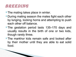 The mating takes place in winter.
During mating season the males fight each other
by lunging, locking horns and attempting to push
each other off balance.
The gestation period lasts 135–170 days and
usually results in the birth of one or two kids,
though rarely three.
The markhor kids remain safe and looked after
by their mother until they are able to eat solid
food.
brEEDinG
 