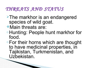 The markhor is an endangered
species of wild goat.
Main threats are:
o Hunting: People hunt markhor for
food.
o For their horns which are thought
to have medicinal properties, in
Tajikistan, Turkmenistan, and
Uzbekistan.
THREATS AND STATUS
 