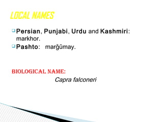  Persian, Punjabi, Urdu and Kashmiri:
markhor.
 Pashto: marǧūmay.
BIOLOGICAL NAME:
Capra falconeri
LOCAL NAMES
 