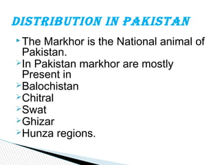  The Markhor is the National animal of
Pakistan.
In Pakistan markhor are mostly
Present in
Balochistan
Chitral
Swat
Ghizar
Hunza regions.
Distribution in Pakistan
 