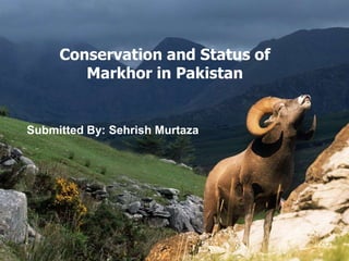 Conservation and Status of
Markhor in Pakistan
Submitted By: Sehrish Murtaza
 