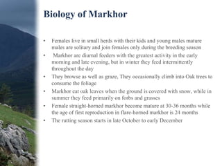 Biology of Markhor
• Females live in small herds with their kids and young males mature
males are solitary and join female...