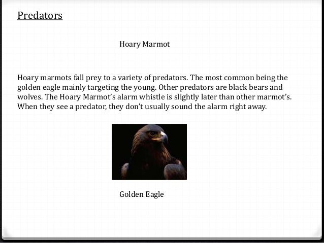 Vancouver Island Marmot Fun Facts Vancouver Island Marmot Fun Facts