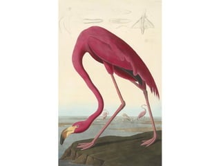 Mark Macmillan - Paisley