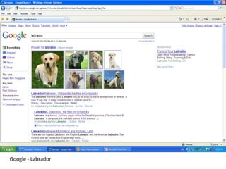 Google - Labrador 