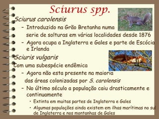 Sciurus spp.
Sciurus carolensis
   – Introduzido na Grão Bretanha numa
     serie de solturas em várias localidades desde 1876
   – Agora ocupa a Inglaterra e Gales e parte de Escócia
     e Irlanda
Sciuris vulgaris
Com uma subespécie endêmica
  – Agora não esta presente na maioria
    das áreas colonizadas por S. carolensis
  – No último século a população caiu drasticamente e
     continuamente
      • Extinta em muitas partes de Inglaterra e Gales
      • Algumas populações ainda existem em ilhas marítimas no sul
        de Inglaterra e nos montanhas de Gales
 
