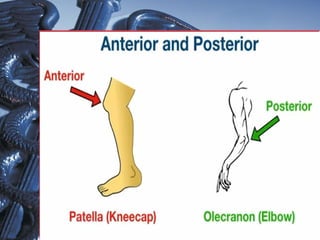 introduction to human anatomy and the different body movements | PPTX