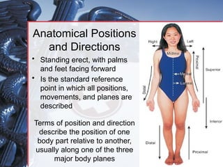 introduction to human anatomy and the different body movements | PPTX