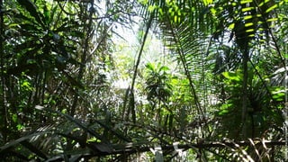 Identifying core biophysical criteria and indicators for peatland monitoring and research