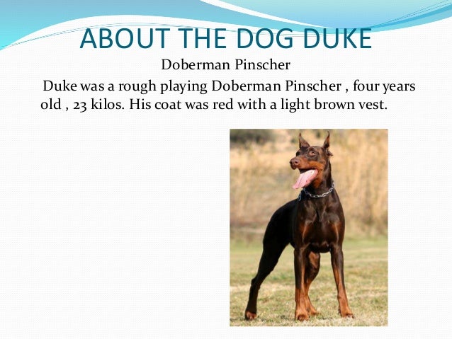 A Dog Named Duke Author A Dog Named Duke Author