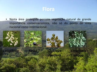 Flora
• Nesta área protegida persiste vegetação natural de grande
importância conservacionista, não só do ponto de vista
nacional como internacional.
Longifólia Fosca Quercus
conífera
Ceratonia
siliqua
 