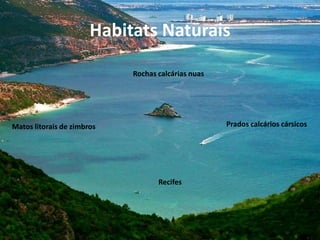 Habitats Naturais
Matos litorais de zimbros Prados calcários cársicos
Recifes
Rochas calcárias nuas
 
