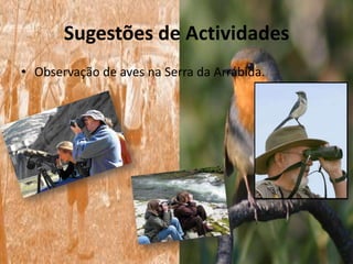 Sugestões de Actividades
• Observação de aves na Serra da Arrábida.
 