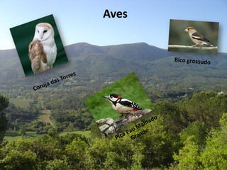 Aves
 