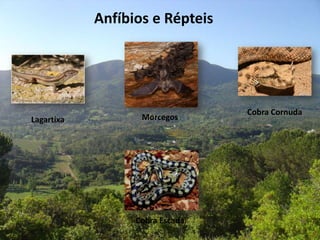 Anfíbios e Répteis
Lagartixa
Cobra Escada
Cobra Cornuda
Morcegos
 