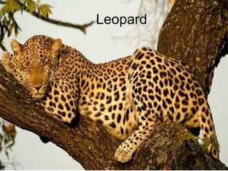 Leopard 