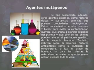 Se han descubierto, además,
otros agentes externos, como factores
físicos y sustancias químicas que
poseen propiedades mutagénicas.
Estos conocimientos permiten prevenir
y luchar para evitar la contaminación
química, que afecta a grandes regiones
del planeta y que sino se las elimina
pueden alterar el patrimonio genético
de la especie humana. También,
influyen sobre la herencia factores
ambientales como la nutrición, la
temperatura, la luz, el grado de
humedad y para las plantas la
naturaleza del suelo, ya que los genes
actúan durante toda la vida.
Agentes mutágenos
 