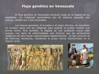Flujo genético en Venezuela
El flujo genético en Venezuela comenzó luego de la llegada de los
españoles. Los indígenas venezolanos son de estatura pequeña, piel
cobriza, cabello liso y ojos achinados.
Los nuevos genomas, el europeo y el negro africano, se mezclaron
en muchos casos con los indígenas para originar el pueblo mestizo que
somos ahora. Pero también, la llegada de una población nueva trajo
consigo una serie de enfermedades que hicieron que las poblaciones
indígenas del país fueran seleccionadas negativamente , ya que carecían de
las defensas necesarias, resultando el grupo menos representado en la
mezcla racial.
 