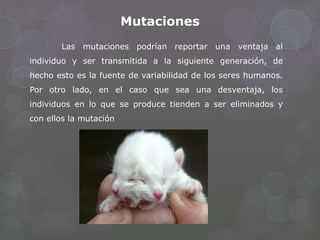 Mutaciones
Las mutaciones podrían reportar una ventaja al
individuo y ser transmitida a la siguiente generación, de
hecho esto es la fuente de variabilidad de los seres humanos.
Por otro lado, en el caso que sea una desventaja, los
individuos en lo que se produce tienden a ser eliminados y
con ellos la mutación
 