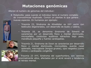 Mutaciones genómicas
Alteran el numero de genomas del individuo:
 Poliploidía: pasa cuando el individuo tiene el numero completo
de cromosómicas duplicado. Común un plantas lo que genera
nuevas especies. En humanos por ejemplo:
- Trisomía 23, Síndrome de Klinefelter es XXY varón con
testículos degenerados, con desarrollo de busto y cadera.
- Trisomía 18, se denomina Sindroma de Edward se
caracteriza por un desarrollo físico y mental disminuido,
microcefalia, conductos auditivos estrechos bajo peso,
mandíbula pequeña y fuertes cardiopatías.
- Trisomía 21, Sindroma de Down se caracteriza por desarrollo
físico y mental disminuido, microcefalia, puente nasal
aplanado, macroglosia (lengua gruesa), ojos rasgados (como
chinos y cardiopatía congénita
- Trisomía 23 XYY, Sindroma del superhombre, son varones
anormalmente altos, afectados por el acné severo y tendencia
al retraso mental.
 