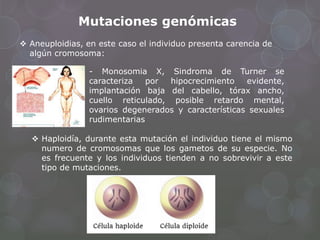  Aneuploidias, en este caso el individuo presenta carencia de
algún cromosoma:
- Monosomia X, Sindroma de Turner se
caracteriza por hipocrecimiento evidente,
implantación baja del cabello, tórax ancho,
cuello reticulado, posible retardo mental,
ovarios degenerados y características sexuales
rudimentarias
 Haploidía, durante esta mutación el individuo tiene el mismo
numero de cromosomas que los gametos de su especie. No
es frecuente y los individuos tienden a no sobrevivir a este
tipo de mutaciones.
Mutaciones genómicas
 