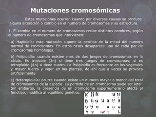 Mutaciones cromosómicas
Estas mutaciones ocurren cuando por diversas causas se produce
alguna alteración o cambio en el numero de cromosomas y su estructura.
1. El cambio en el numero de cromosomas recibe distintos nombres, según
el numero de cromosomas que intervienen:
a) Haploidía: esta mutación supone la perdida de la mitad del numero
normal de cromosomas. En estos casos desaparece uno de cada par de
cromosomas homólogos.
b) Poliploidía: cuando existen mas de dos juegos de cromosomas en la
célula. Es triploide (3n) si tiene tres juegos de cromosomas; si es
tetraploide (4n) si tiene cuatro. La Poliploidía es frecuente en los vegetales
y mayor fuerza y vigor en las plantas, de ahí que a veces se provoca
artificialmente
c) Heteroploidía: ocurre cuando existe un numero mayor o menor del total
de cromosomas de la especie. La perdida de un cromosoma suele ser letal.
Sin embargo, la presencia de un cromosoma supernumerario afecta al
fenotipo, modifica al equilibrio genético.
 