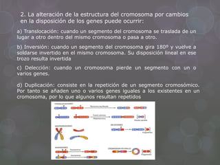 2. La alteración de la estructura del cromosoma por cambios
en la disposición de los genes puede ocurrir:
a) Translocación: cuando un segmento del cromosoma se traslada de un
lugar a otro dentro del mismo cromosoma o pasa a otro.
b) Inversión: cuando un segmento del cromosoma gira 180º y vuelve a
soldarse invertido en el mismo cromosoma. Su disposición lineal en ese
trozo resulta invertida
c) Delección: cuando un cromosoma pierde un segmento con un o
varios genes.
d) Duplicación: consiste en la repetición de un segmento cromosómico.
Por tanto se añaden uno o varios genes iguales a los existentes en un
cromosoma, por lo que algunos resultan repetidos
 