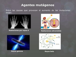Agentes mutágenos
Entre las causas que provocan el aumento de las mutaciones
están:
Radiaciones por rayos X Radiaciones ultravioleta
Rayos gamma Rayos beta
 