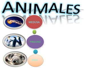 ANIMALESMEDUSAPINGUINOKOALA