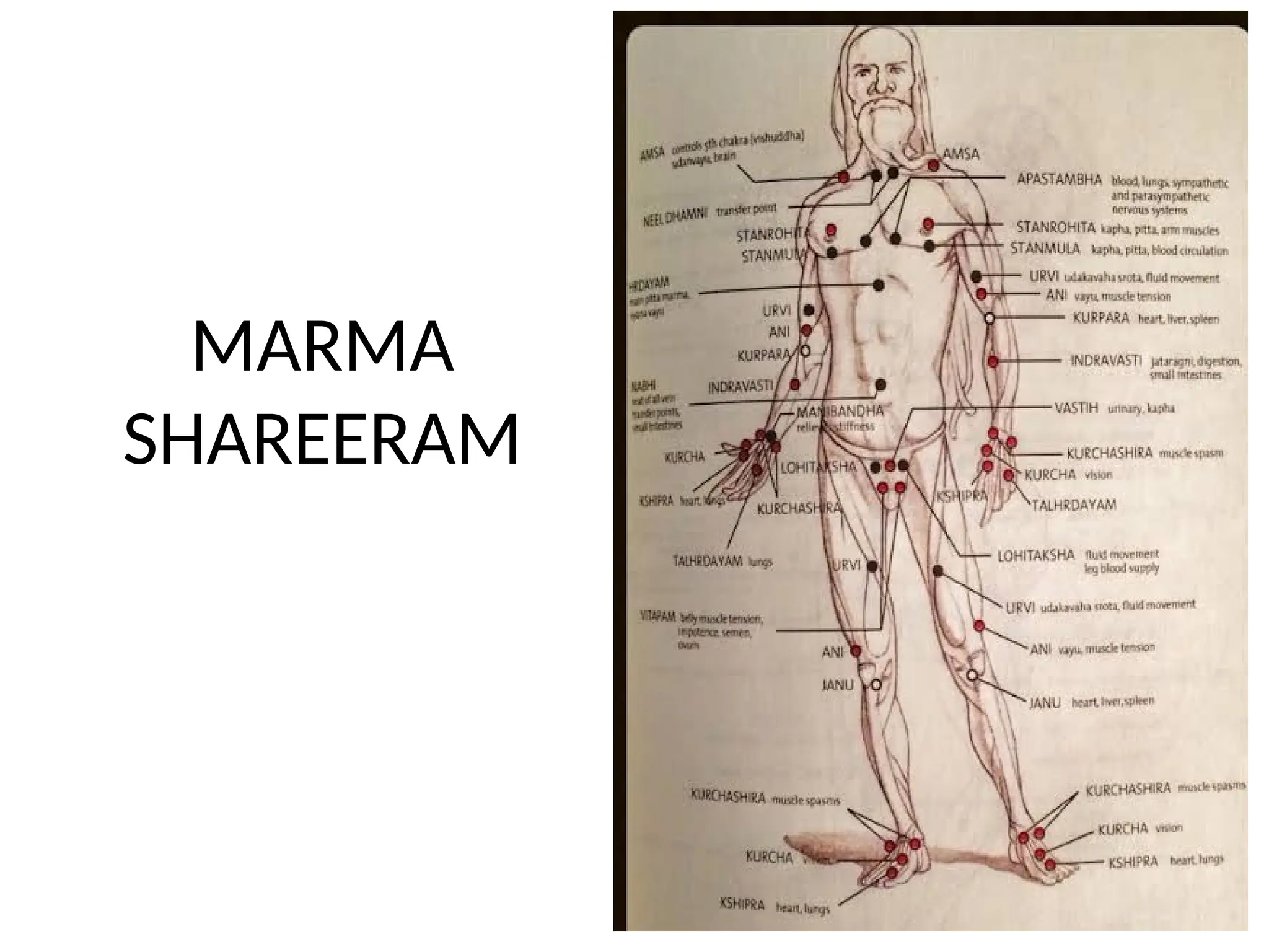 Basic Maram Form MARMA SHAREERAM for BAms ayurvedic students | PPTX
