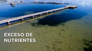 EXCESO DE
NUTRIENTES
 