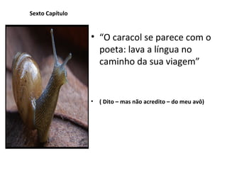 Sexto Capítulo “ O caracol se parece com o poeta: lava a língua no caminho da sua viagem” ( Dito – mas não acredito – do meu avô) 