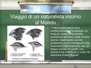 Viaggio di un naturalista intorno al Mondo “ Tutte queste specie sono caratteristiche dell’arcipelago..La cosa più curiosa è la perfetta gradazione del becco delle diverse specie..Osservando una tale gradazione si può immaginare che, essendoci originariamente solo un esiguo numero di uccelli, una specie si sia modificata in modo da assolvere finalità diverse” 